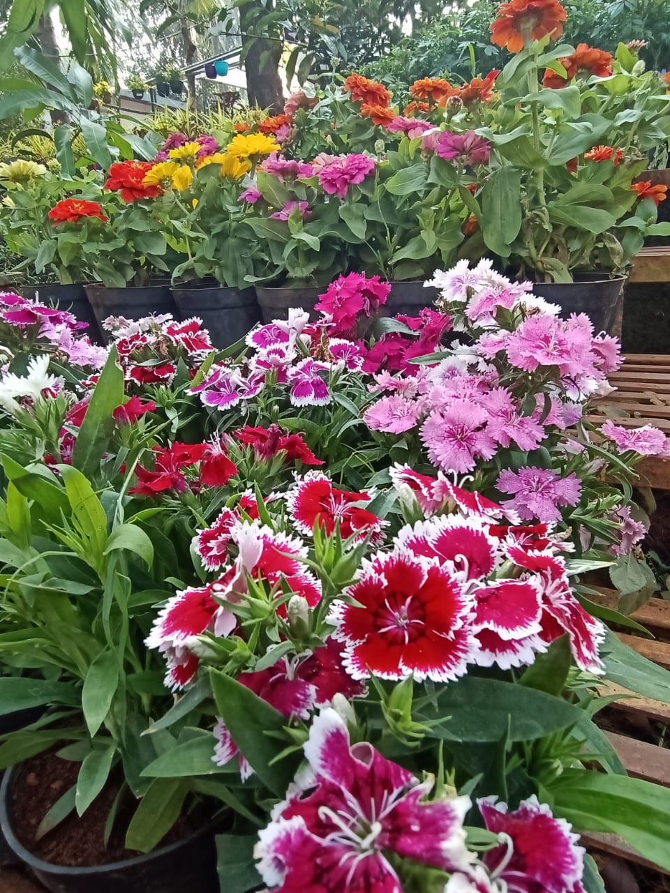 Aqua Gardens & Craft Vellimadukunnu | Chelavoor | Thamarassery