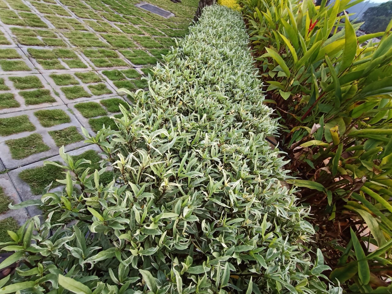 Aqua Gardens & Craft Vellimadukunnu | Chelavoor | Thamarassery