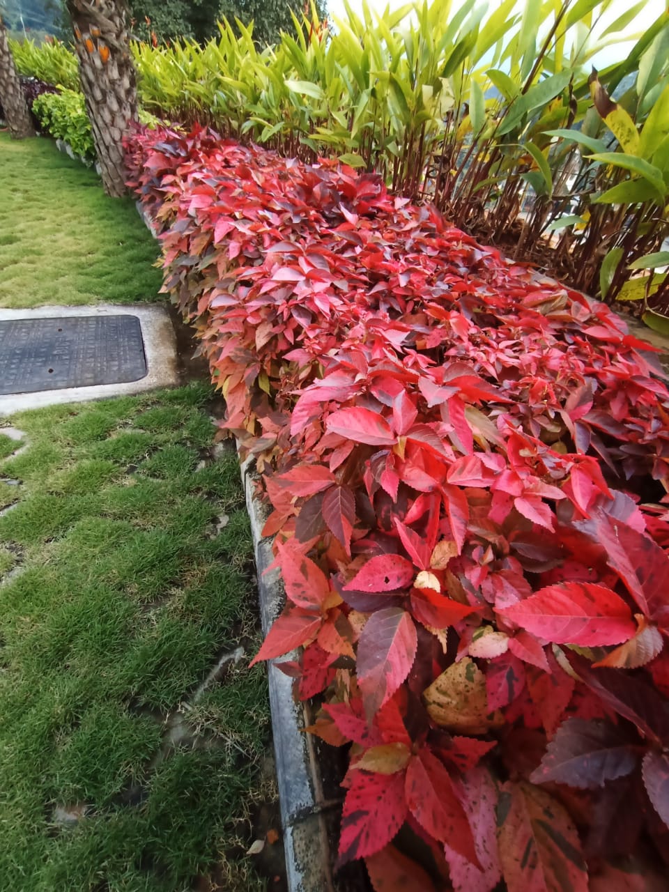 Aqua Gardens & Craft Vellimadukunnu | Chelavoor | Thamarassery