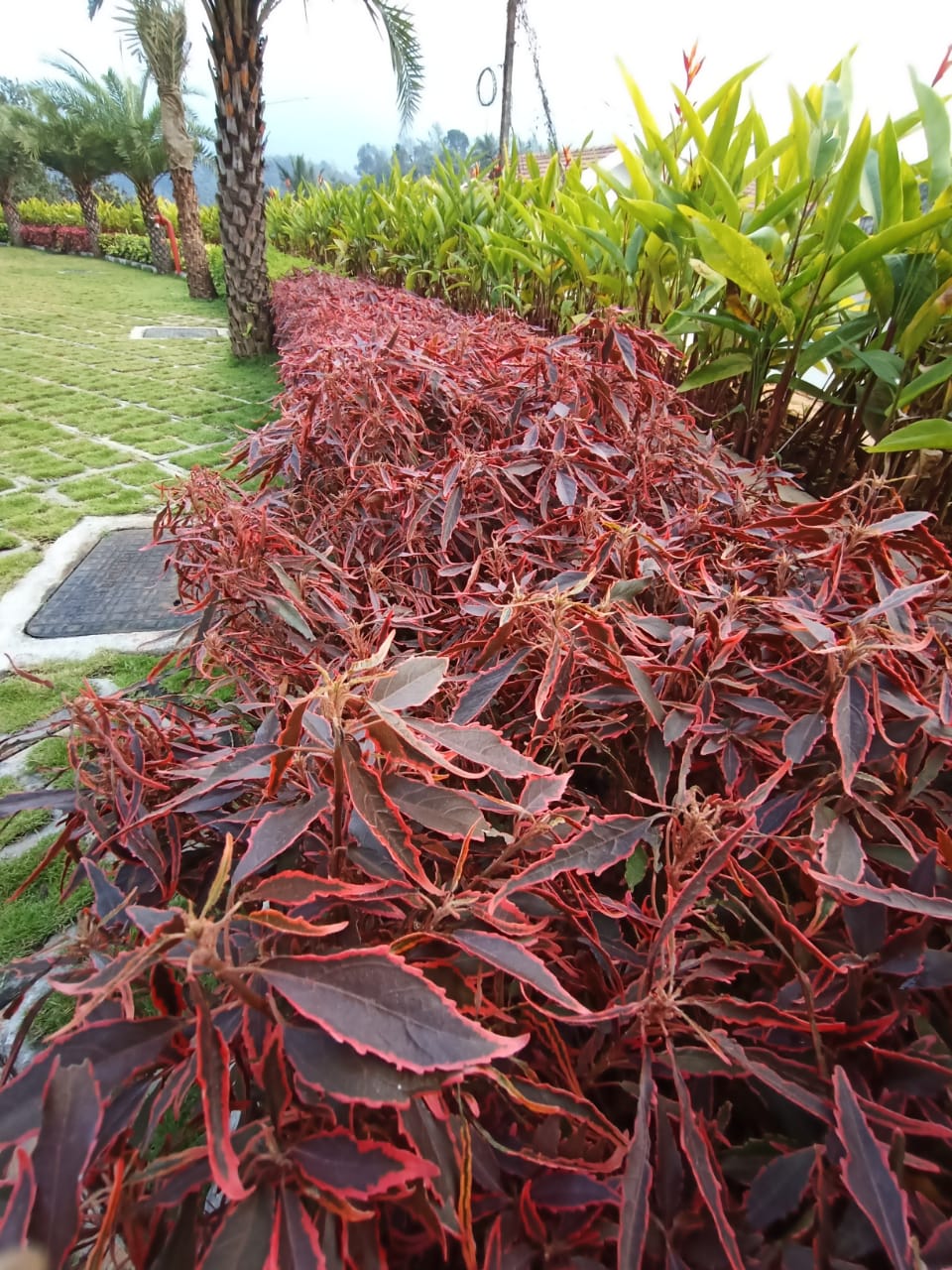 Aqua Gardens & Craft Vellimadukunnu | Chelavoor | Thamarassery